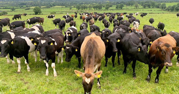 Cattle wanted | David Clarke Livestock