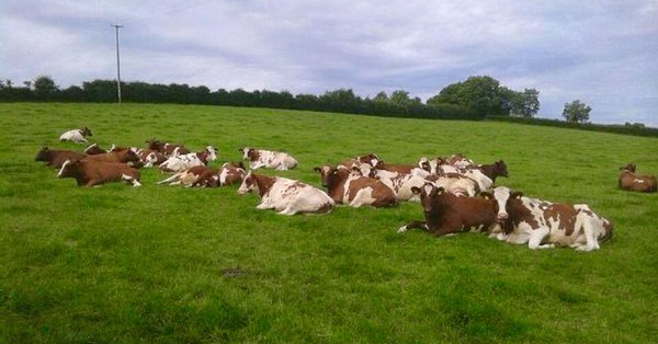 Rotbunt Cattle For Sale David Clarke Livestock 